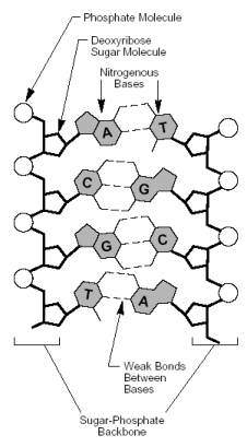 DNA Strand